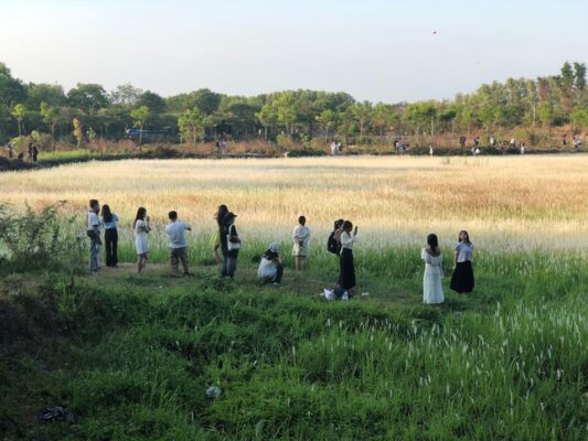 Cỏ bông lau Làng Đại học