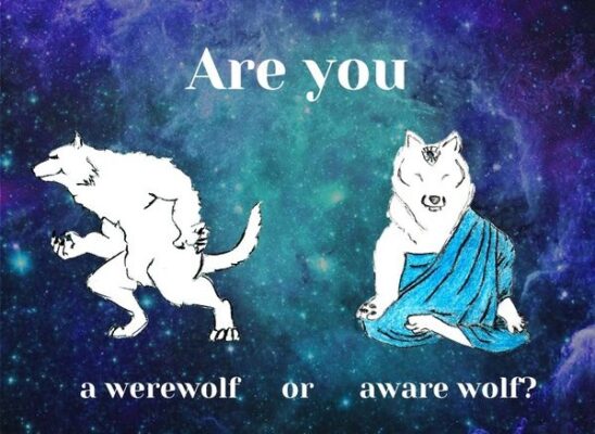 a werewolf aware wolf